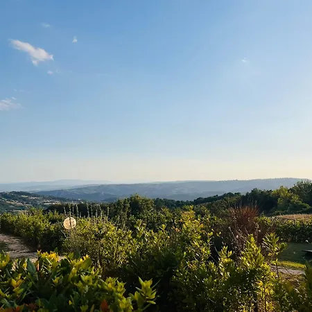 Uva - Poderone * Triana